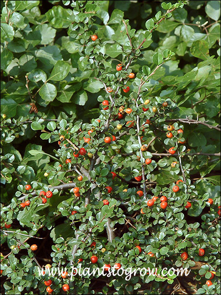 Background plant is Lo Gro Fragrant Sumac.